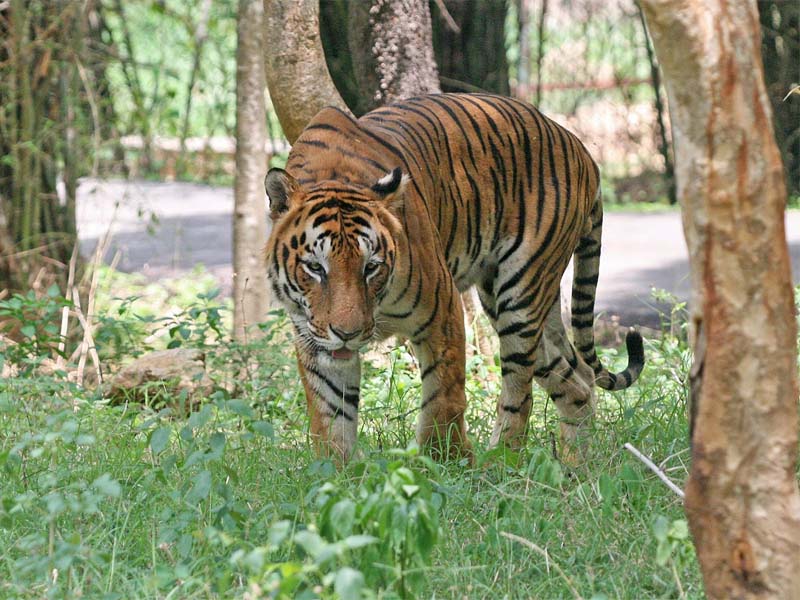 Tigris tartalékok Indiában