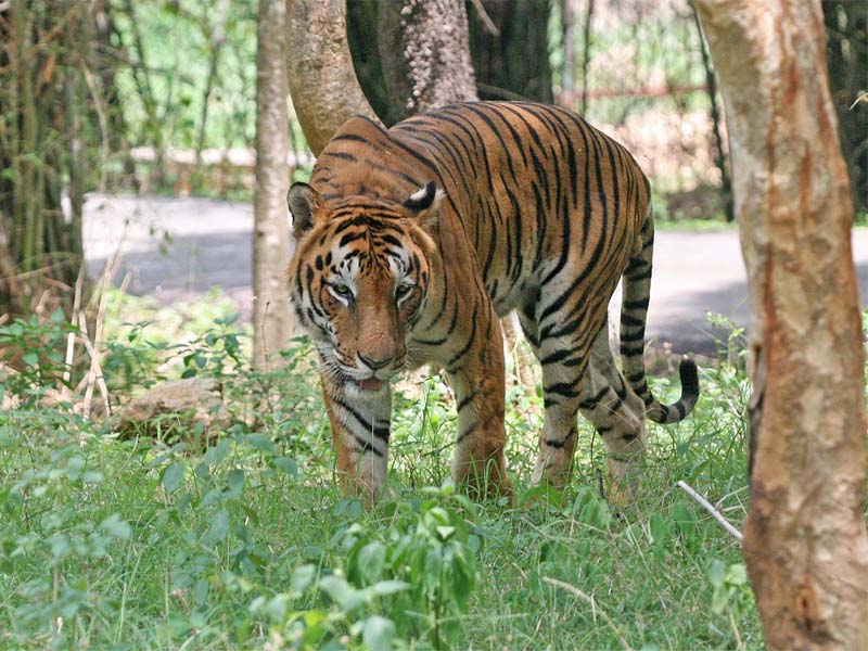 Tigerreservater i Indien