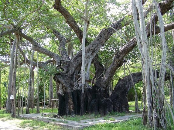 Turiststeder at besøge i Chennai