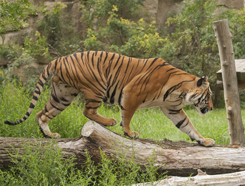 Nagarhole Nemzeti Park