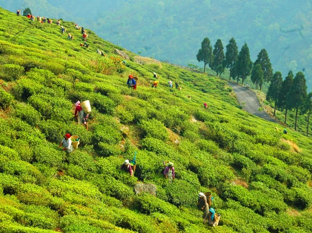 happy-valley-tea-garden_darjeeling-turist-steder