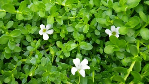 Brahmi