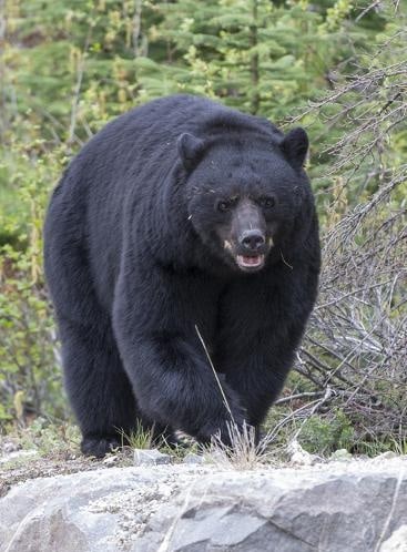 bjørnearter amerikansk sortbjørn