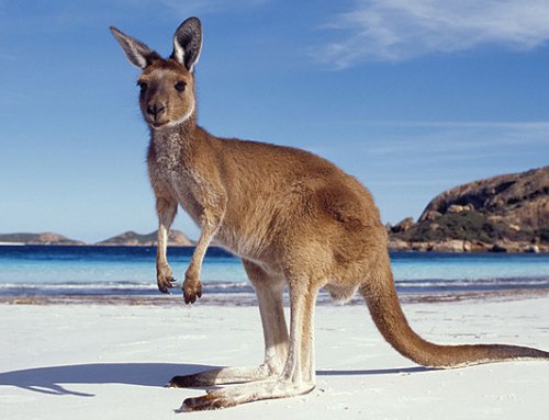 Kangaroo Island