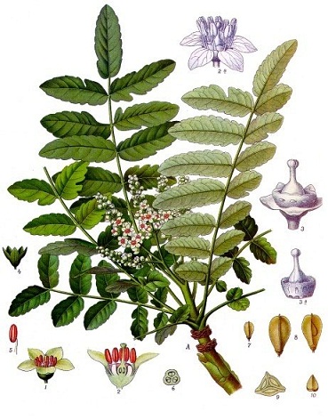 Boswellia