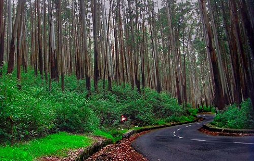 Kodaikanal Indien Bedste steder til bryllupsrejse i september