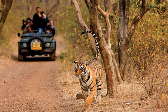 Ranthambore seje bryllupsrejsesteder i Indien i september