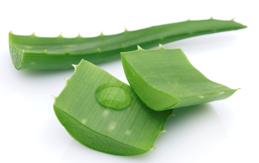 Aloe vera