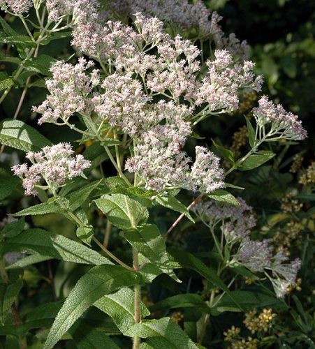 Boneset