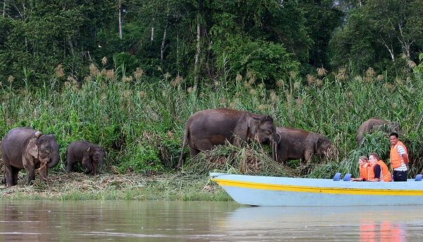 honeymoon-places-in-Malaysia_sabah-river-safari