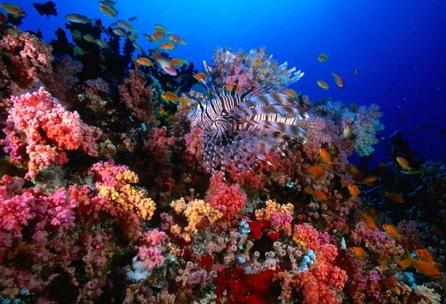 Bryllupsrejsesteder på Maldiverne - HP Reef