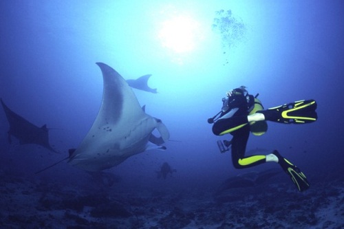 Bryllupsrejsesteder på Maldiverne - Manta Point