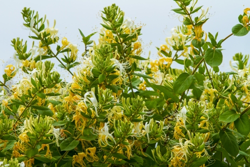 kaprifolium