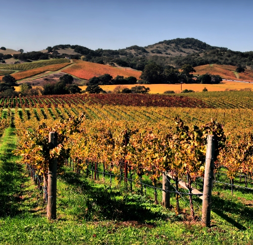 Californisk vin i Sonoma eller Napa Valley bryllupsrejse steder i Californien