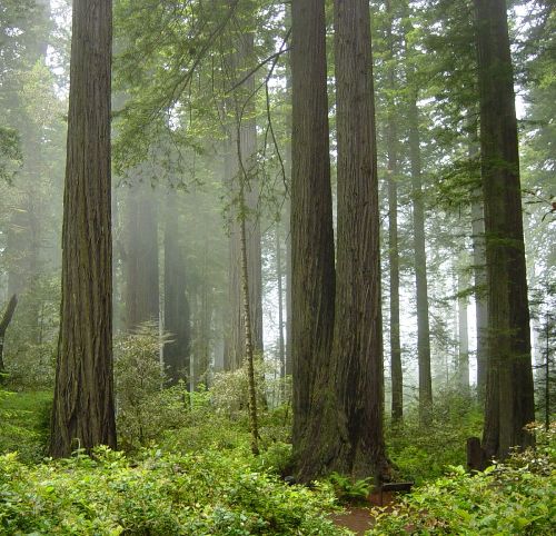 Redwood National Park, Crescent City Bryllupsrejse steder i Californien