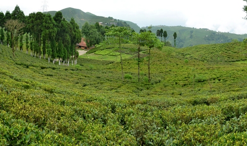 Tukvar Valley Tea Estate