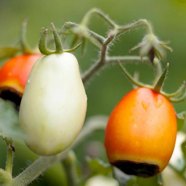 alkuun puutarhan kysymyksiin vastaukset tomaatit musta tahra