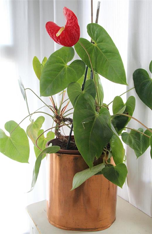 ruukkukasvit kukkivat huonekasvit Anthurium