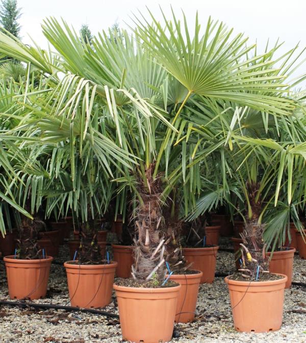ruukkukasvit kiinalainen hamppu palmujen hoito sisäkämmenlajit