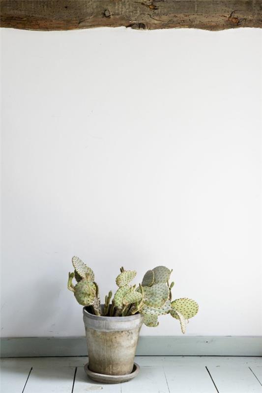 ruukkukasvit helppohoitoiset huonekasvit kuvagalleria