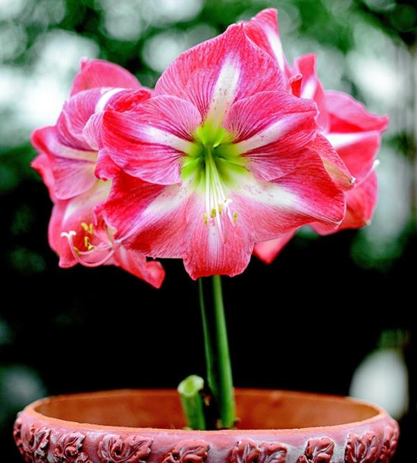 ruukkukasvi sisäkasvit kukkiva amaryllis