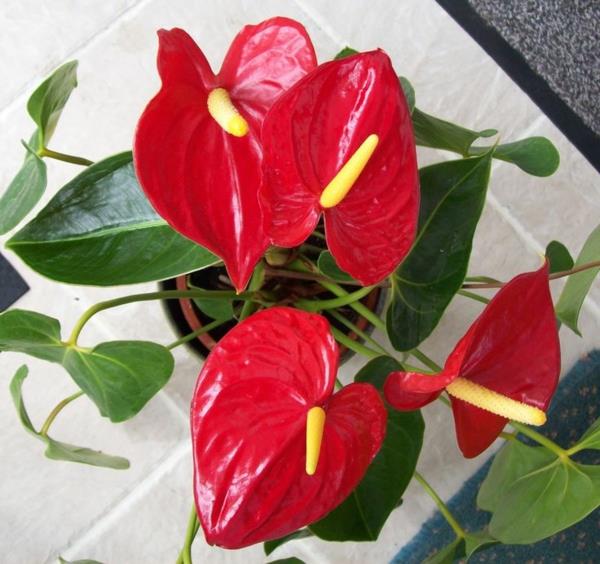 ruukkukasvit, kukkivat Anthurium