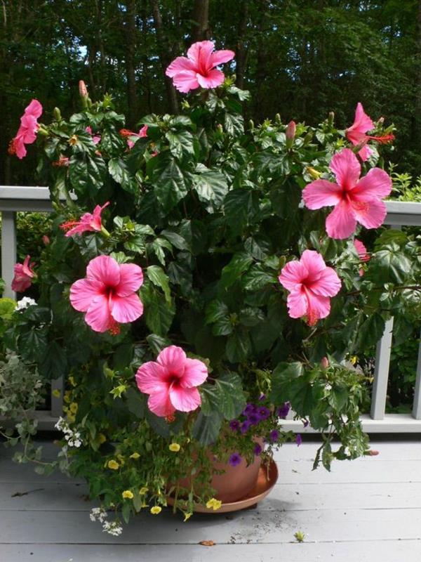 ruukkukasvit, kukkivat hibiscus -parvekekasvit