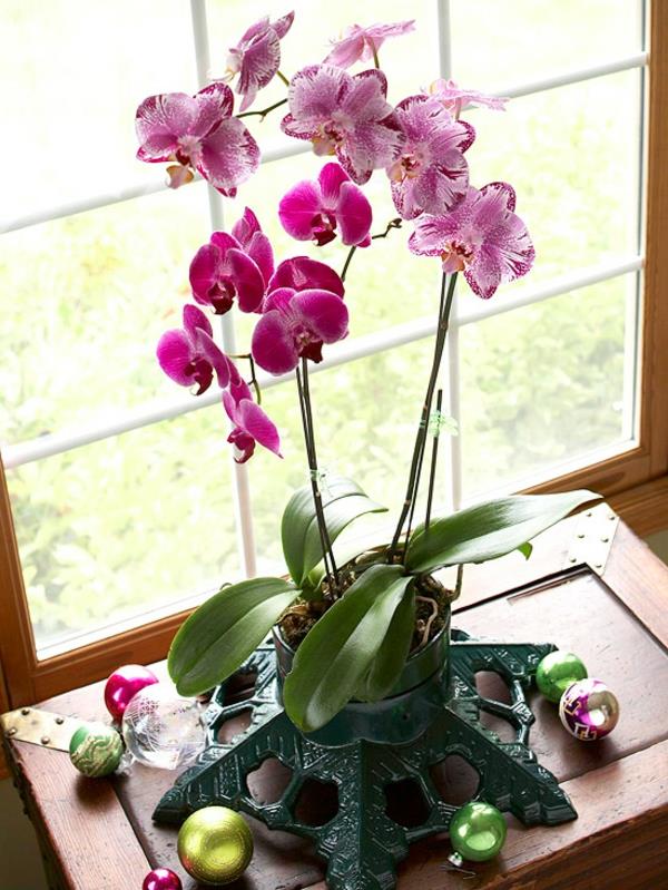 ruukkukasvit, kukkivat orkideat