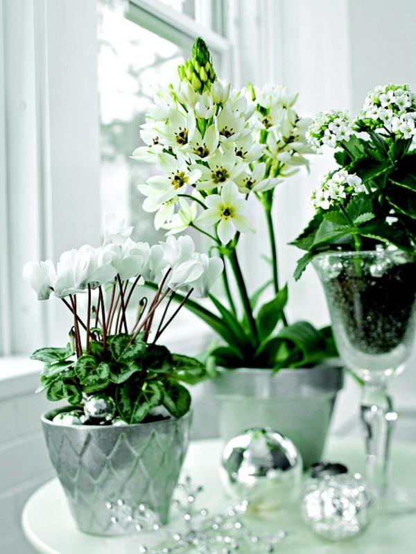 ruukkukasvit sisätiloissa kukkivat valkoiset palavat katchen -syklameenit