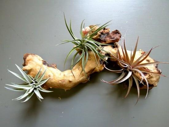 ajopuun tillandsia deco -ideoita