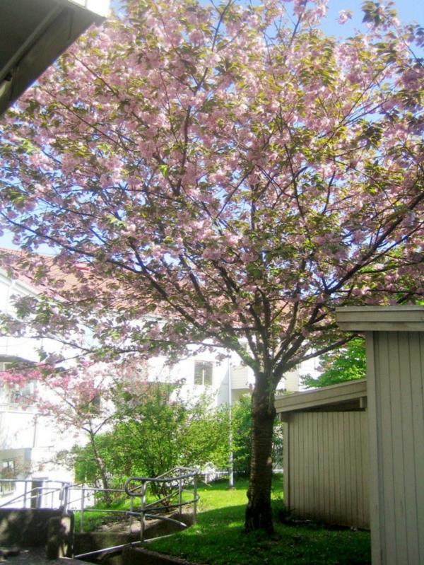 viileä huoneisto design puutarha puu kukkii vaaleanpunaisena