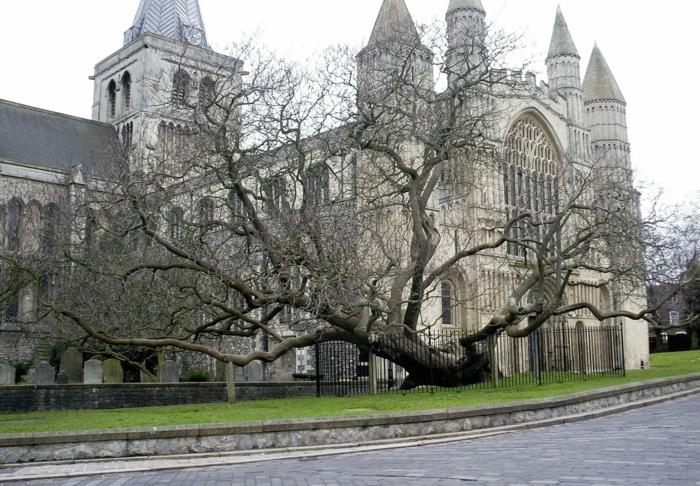 trumpetti puu vanha puu rochester katedraali