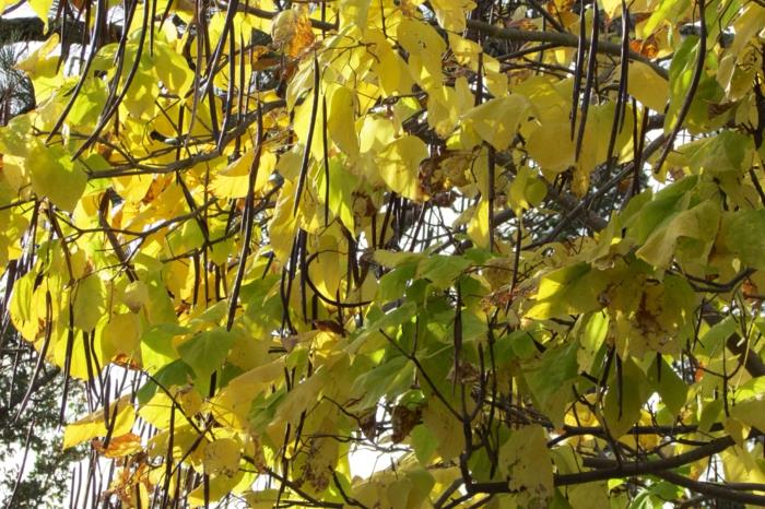 trumpetti puu keltainen lehdet syksy