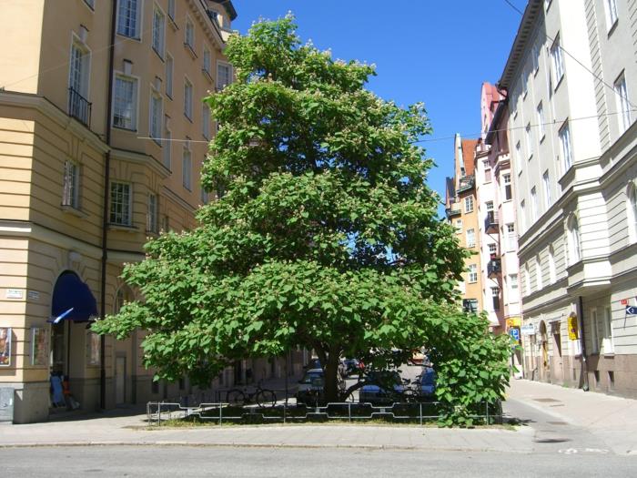 trumpetti puu korkea kaupungin puu