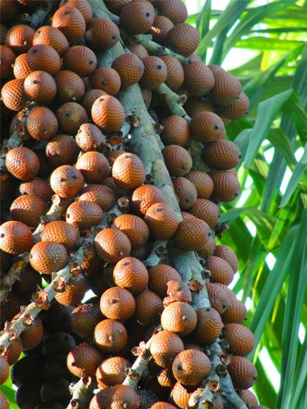 trooppisia hedelmiä buriti palmu laranja pähkinä