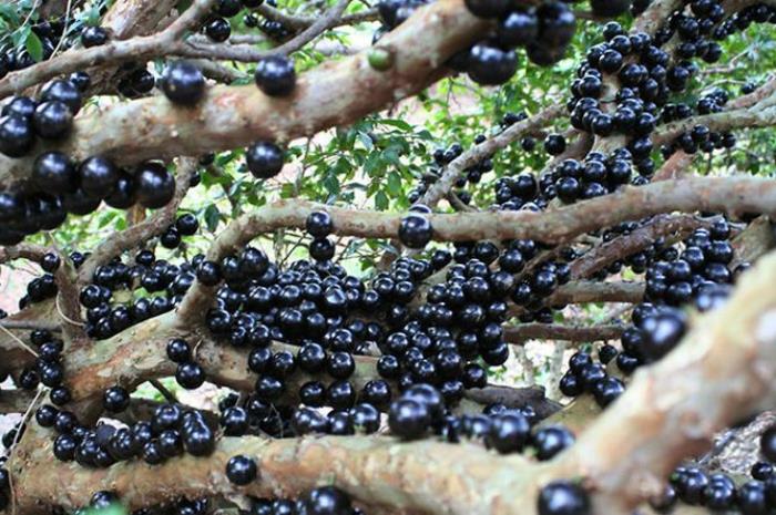 trooppiset hedelmät jabuticaba -hedelmät