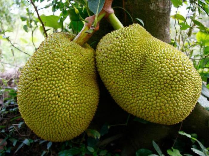 eksoottiset hedelmät jackfruit jacob -hedelmät