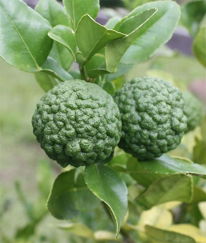 trooppinen hedelmä kaffir lime