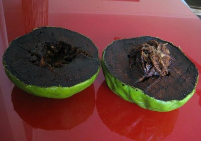 trooppiset hedelmät musta sapote suklaa omenapuu