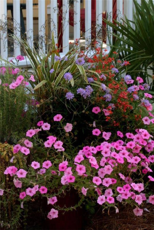 trooppiset kasvit reheviä vaaleanpunaisia ​​kukkia