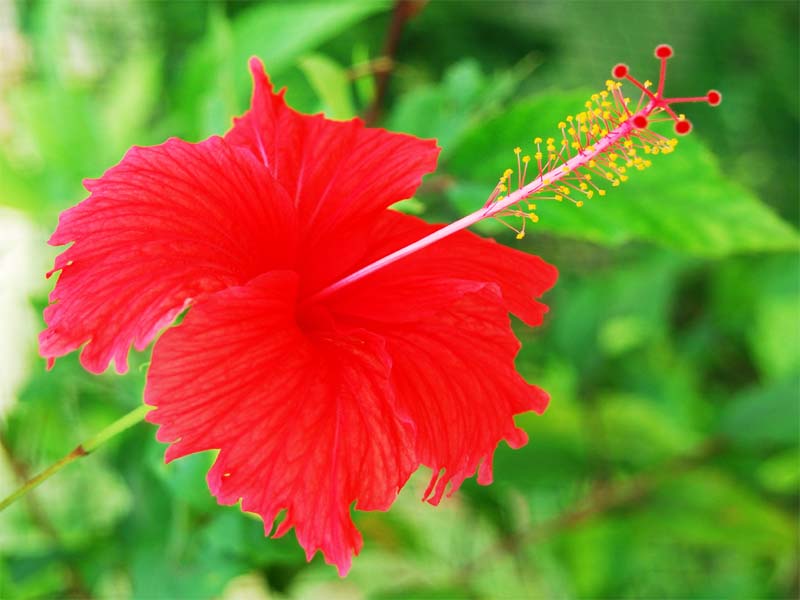 Sådan bruges Hibiscus til hårvækst