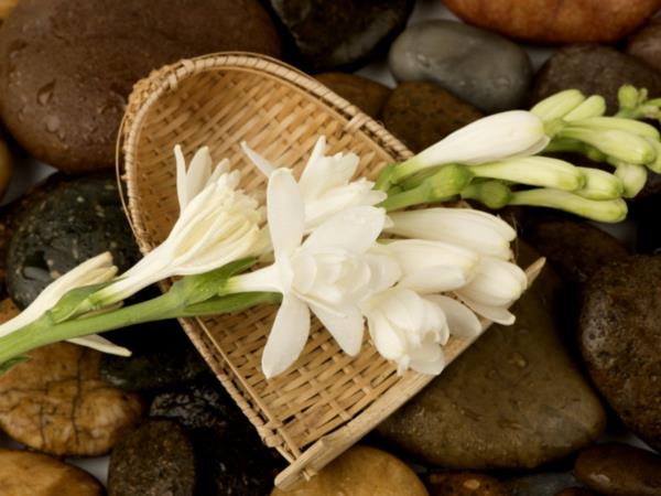 tuberose poimi tuoksuvia kukkia