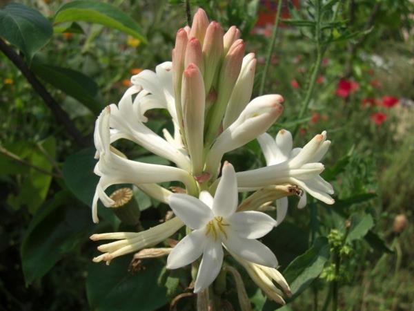 tuberose kauniita valkoisia kukkia