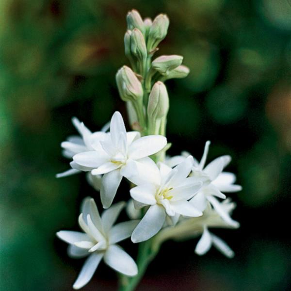 tuberoosin valkoiset kukat