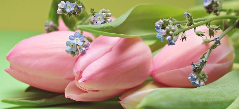 tulppaanit kukka voima kukka inspiraatiota