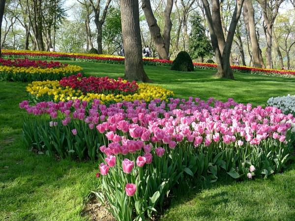 tulppaanit kuvat pink tender meadow park emirgan