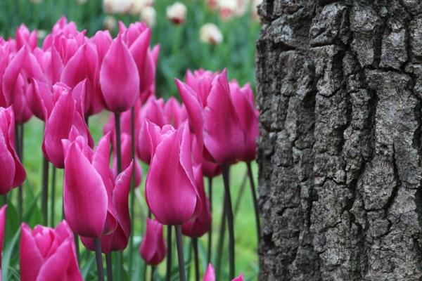 tulppaanit kuvia turkki festivaali puisto emirgan