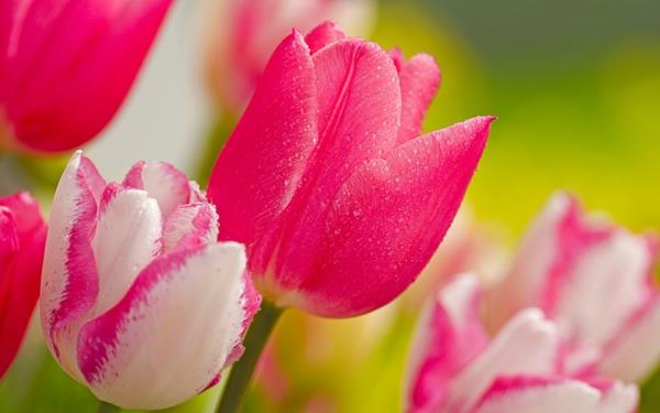 tulppaanit vaaleanpunaisen valkoisen puutarhakasvin sävyt