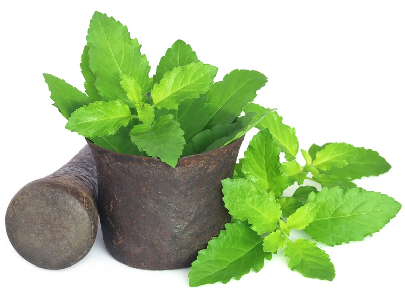 Tulsi -fordele (hellig basilikum) Til sundhed, hår og amp; Hud
