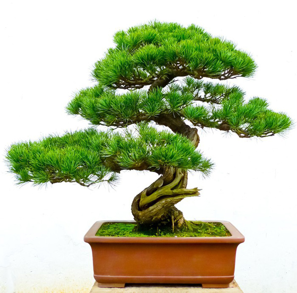 Bonsai fyrretræ